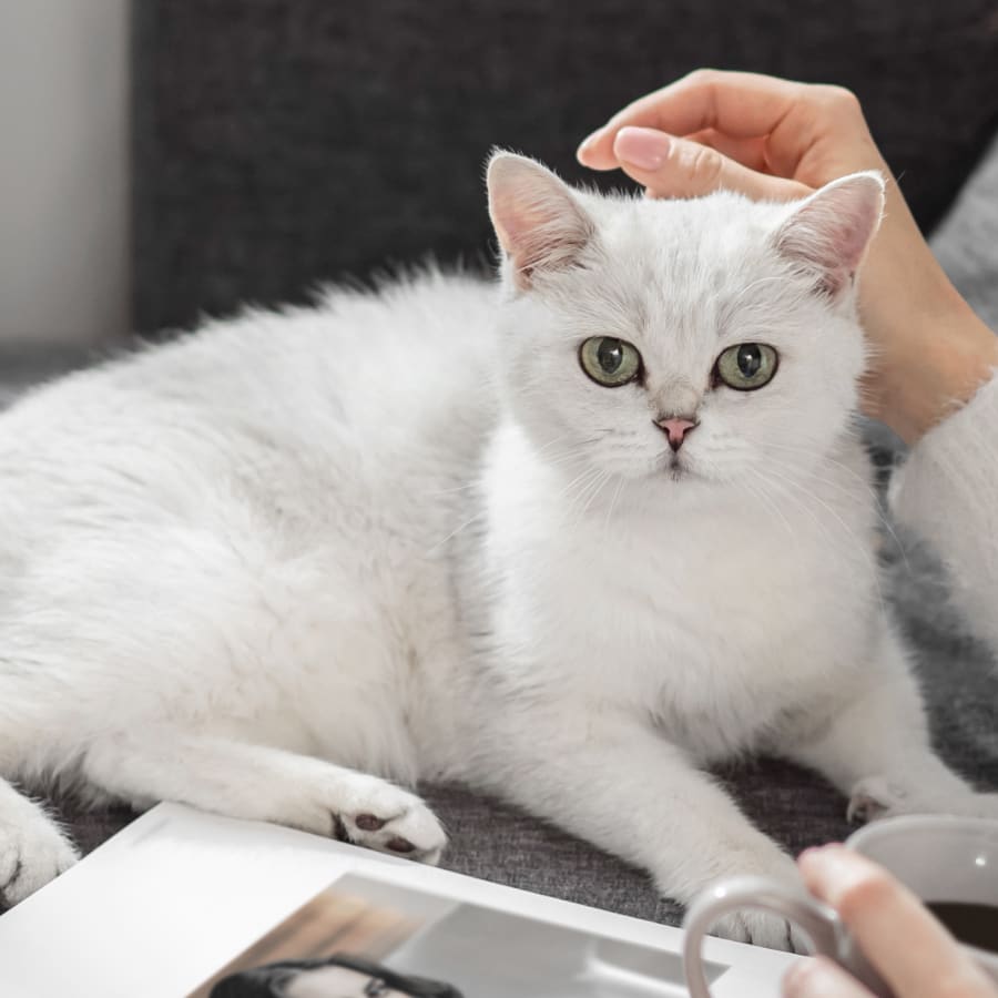 Veterinary Internal Medicine for Cats & Dogs