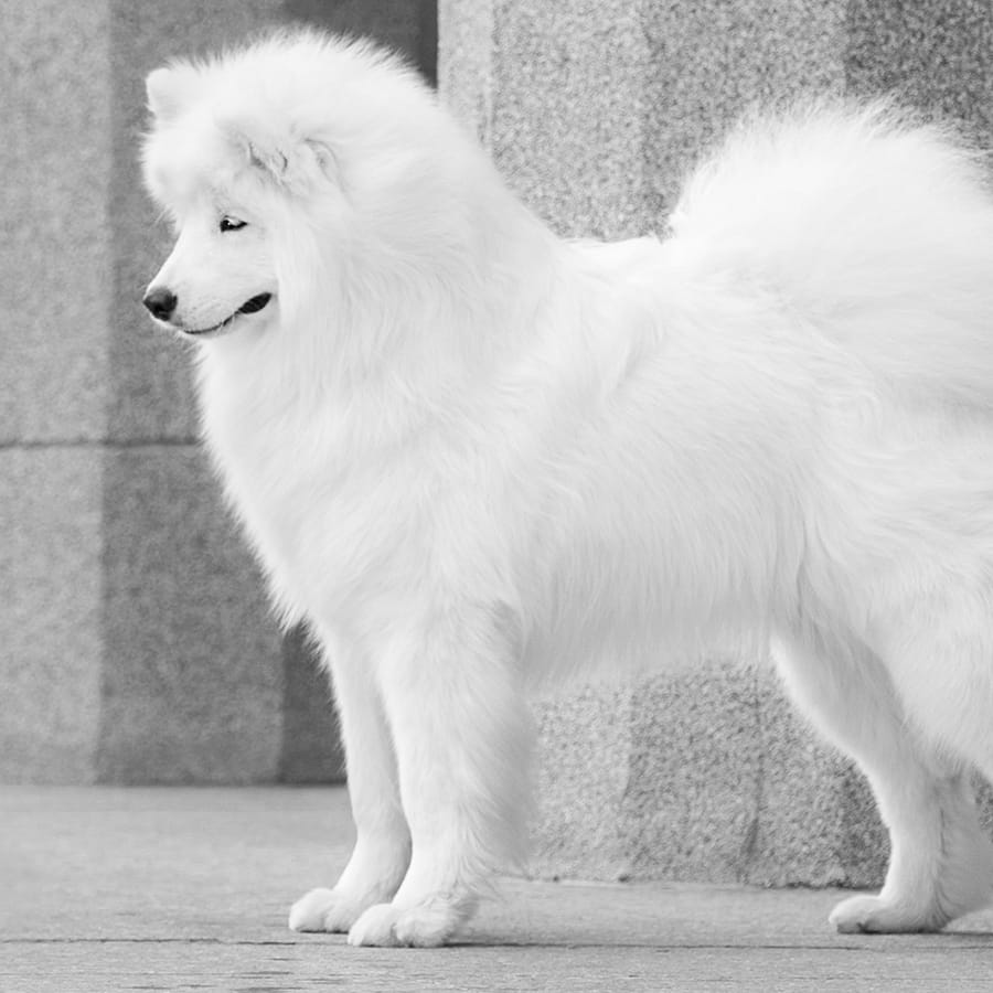 Dog Vaccinations in Monterey Park
